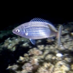 Snorkeling de nuit au large de Cannes